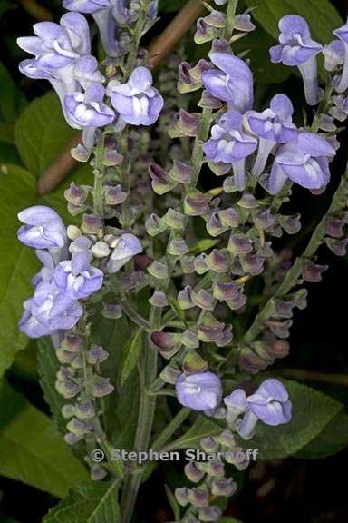 scutellaria incana 1 graphic